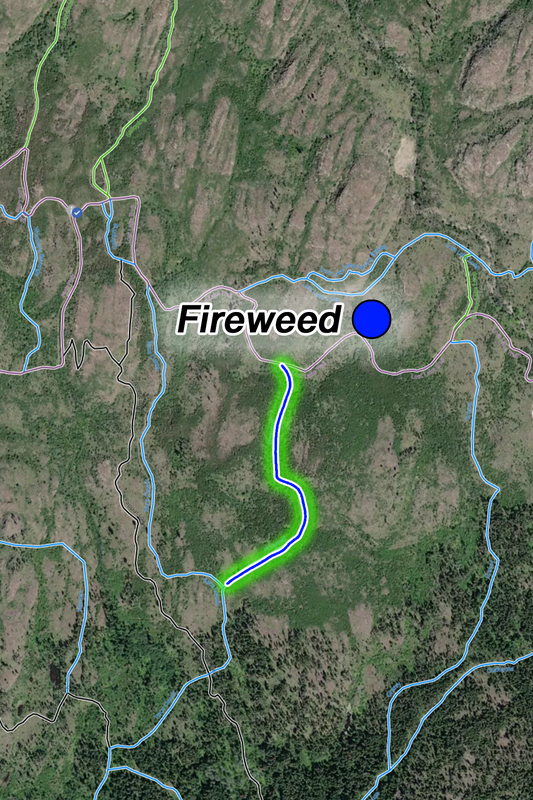 Fireweed